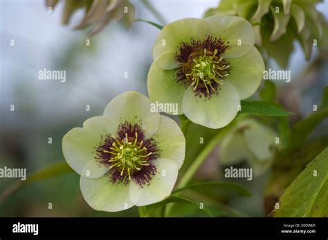 hazel hellebore leaks|Hazel Hellebore